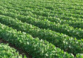 زراعت غلات و حبوبات(کشت لوبیا) زمستان 1404 کرمانشاه