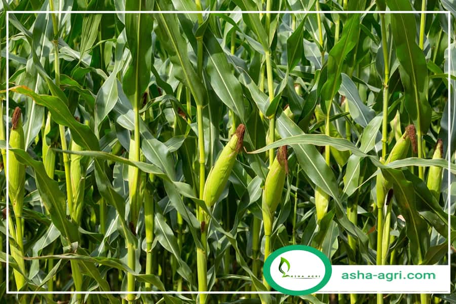 کشت ذرت ایلام- تابستان1404