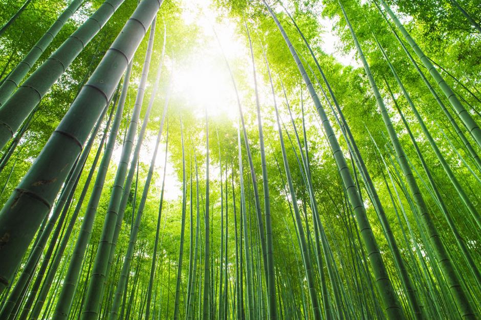 تولید نهال و جنگل کاری آموزشگاه گولان شهرستان مهاباد پاییز 1404