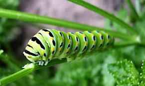 تولید و پرورش کرم ابریشم نیشابور.پاییز 1404.خراسان رضوی