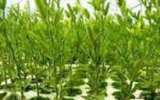 تولید نهال و جنگل کاری یاسوج پاییز404