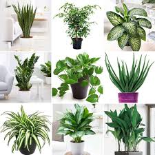 تولید و پرورش گیاهان اپارتمانی..پاییز 1404.خراسان رضوی