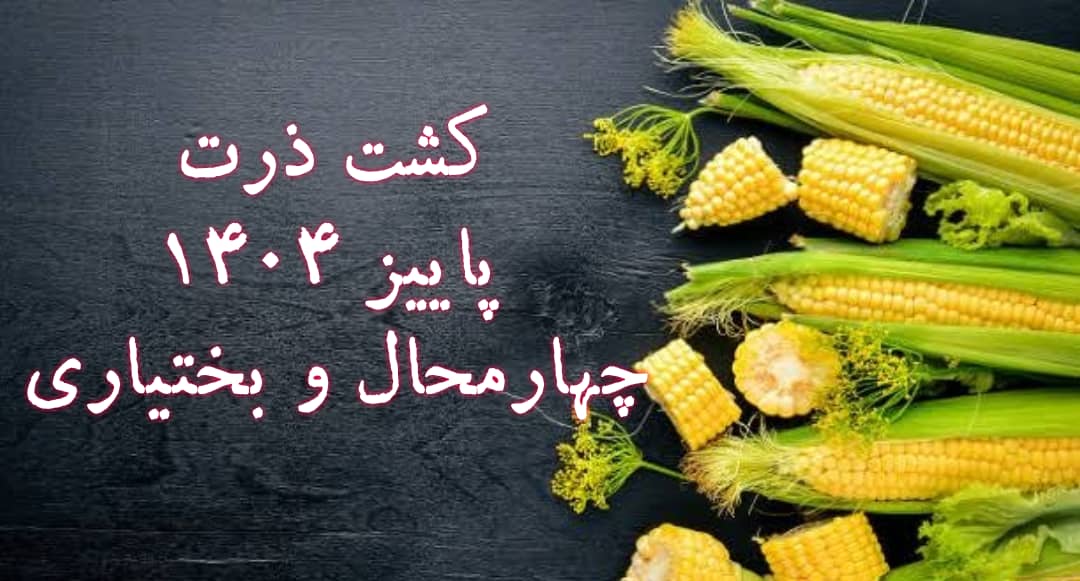 کشت ذرت-شهرکرد1404/3
