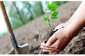 تولید نهال و جنگل کاری مشهد.پاییز 1404،خراسان رضوی