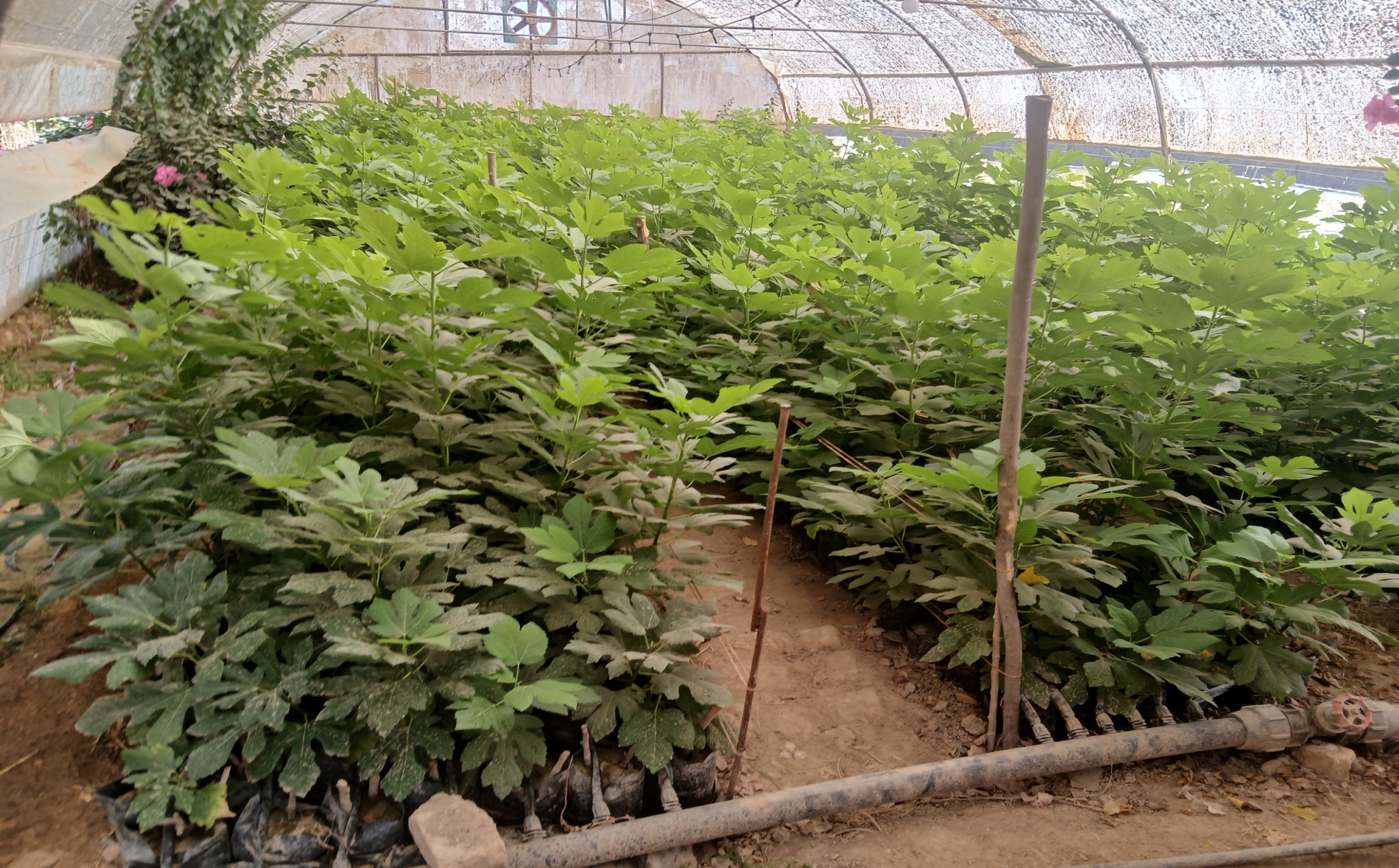 تولید نهال و جنگل کاری (واحد گرمسار)