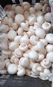 تولید و پرورش قارچ دکمه ای نیشابور،پاییز 1404.خراسان رضوی