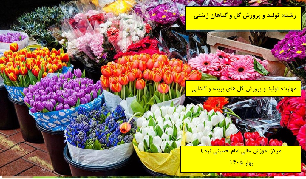 تولید و پرورش گل های بریده و گلدانی مرکز امام خمینی(ره) بهار 1405