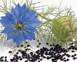 رشته امور زراعی- گیاهان دارویی/استاندارد تولید گیاهان دارویی گل و دانه مصرف