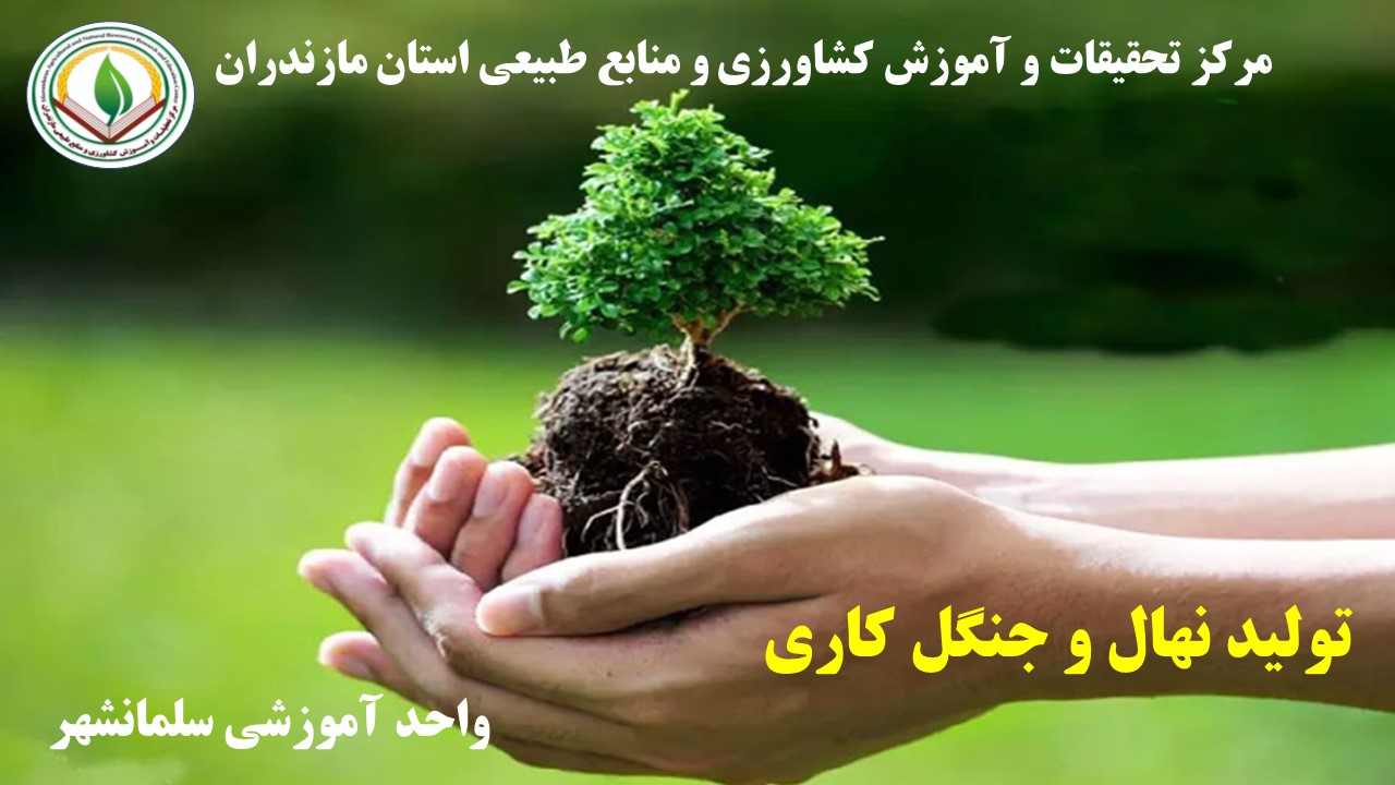 م - تولید نهال - رامسر بهار 1405