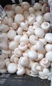 تولید و پرورش قارچ دکمه ای نیشابور،زمستان 1404،خراسان رضوی