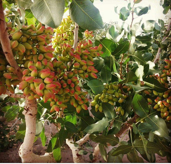 درختان گرمسیری و نیمه گرمسیری -(پسته  مرکز سرپل ذهاب زمستان 1404)