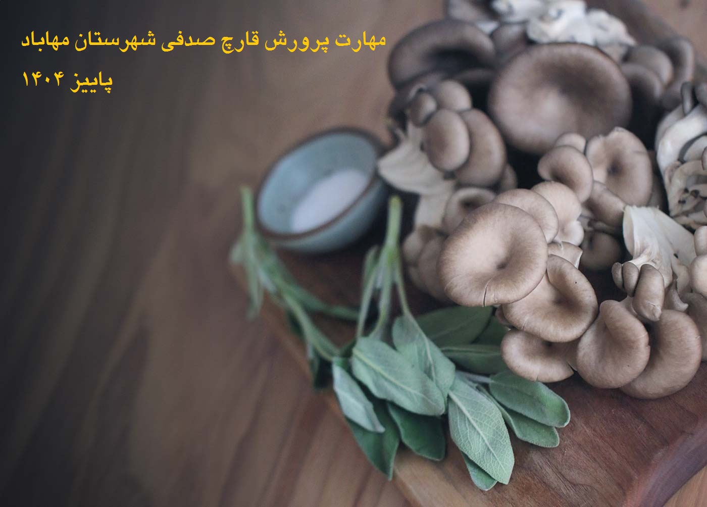 تولید وپرورش قارچ صدفی شهرستان مهاباد پاییز 1404