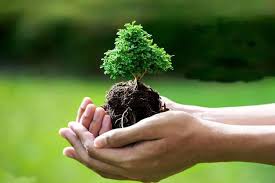 تولید نهال و جنگل کاری اردبیل پاییز  1404