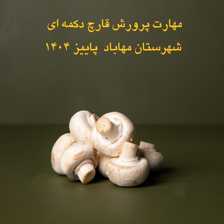 تولید و پرورش قارچ دکمه ای شهرستان مهاباد پاییز 1404