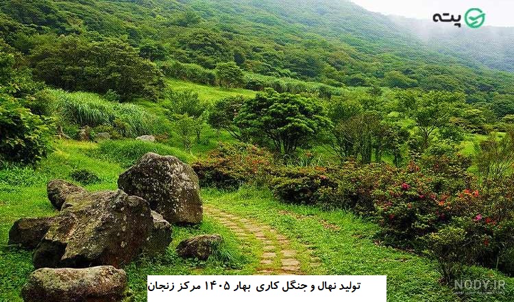تولید نهال جنگلکاری بهار 1405 خدابنده