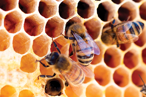 پرورش زنبور عسل آموزشگاه گولان شهرستان مهاباد پاییز 1404