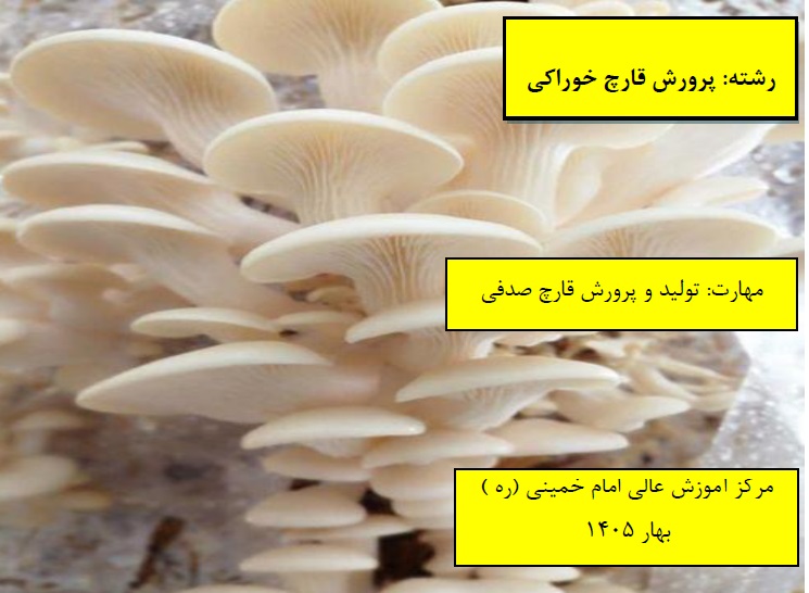 تولید و پرورش قارچ صدفی مرکز امام خمینی(ره) بهار 1405