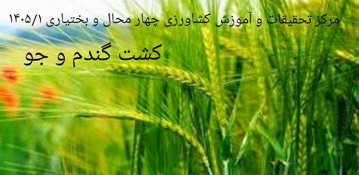 کشت گندم و جو -شهرکرد1405/1