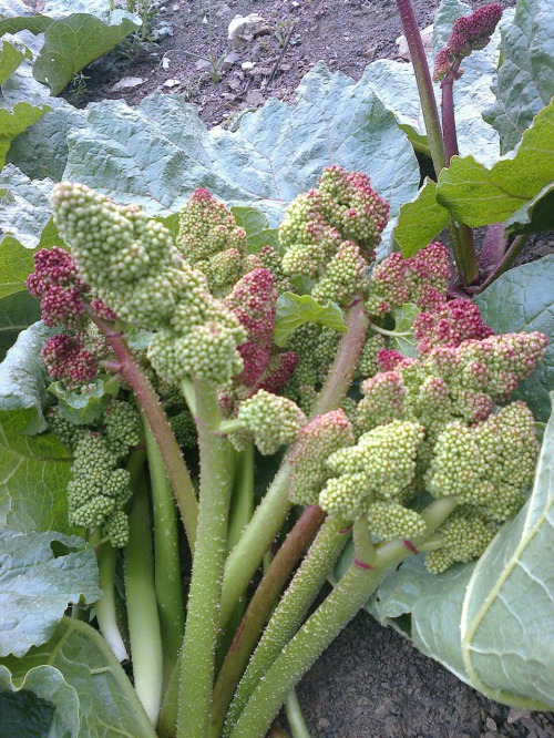 رشته امور زراعی- گیاهان دارویی/استاندارد تولید گیاهان دارویی ساقه و برگ مصرف