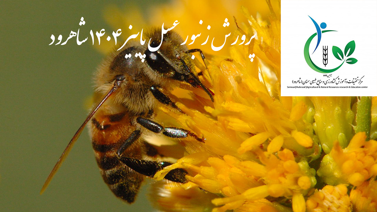 پرورش زنبور عسل پاییز 1404 شاهرود