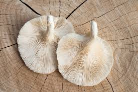 تولید و پرورش قارچ صدفی نیشابور،پاییز 1404،خراسان رضوی