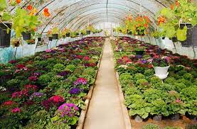 تولید نهال و جنگل کاری پاییز 1404 ساوه