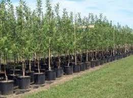 تولید نهال وجنگل کاری خرم آباد چ 05