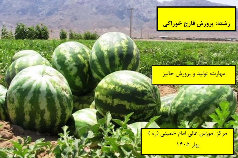 تولید و پرورش جالیز مرکز امام خمینی(ره) بهار 1405