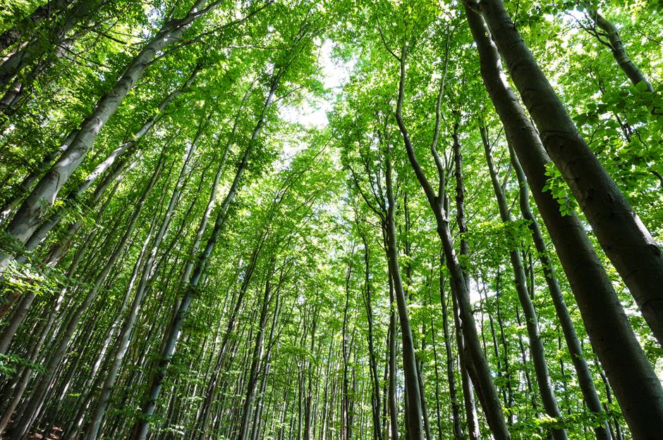 تولیدنهال و جنگل کاری شهرستان بوکان زمستان 1404