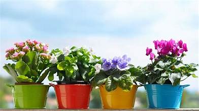 تولید و پرورش گلهای بریده و گلدانی پردیس میاندوآب  پاییز 1404