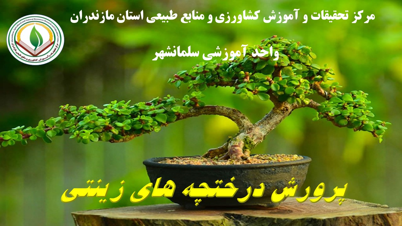 م.درختچه های زینتی رامسر- پاییز 04