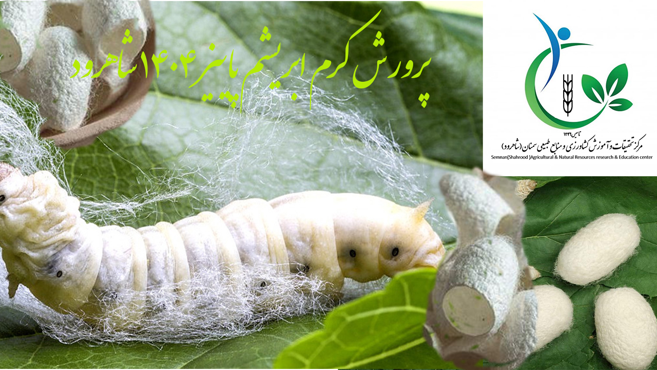 پرورش کرم ابریشم پاییز 1404 شاهرود