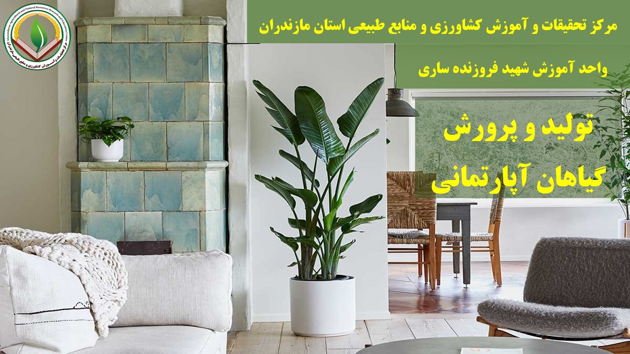 م. گیاهان آپارتمانی مجدد  فروزنده پاییز 04