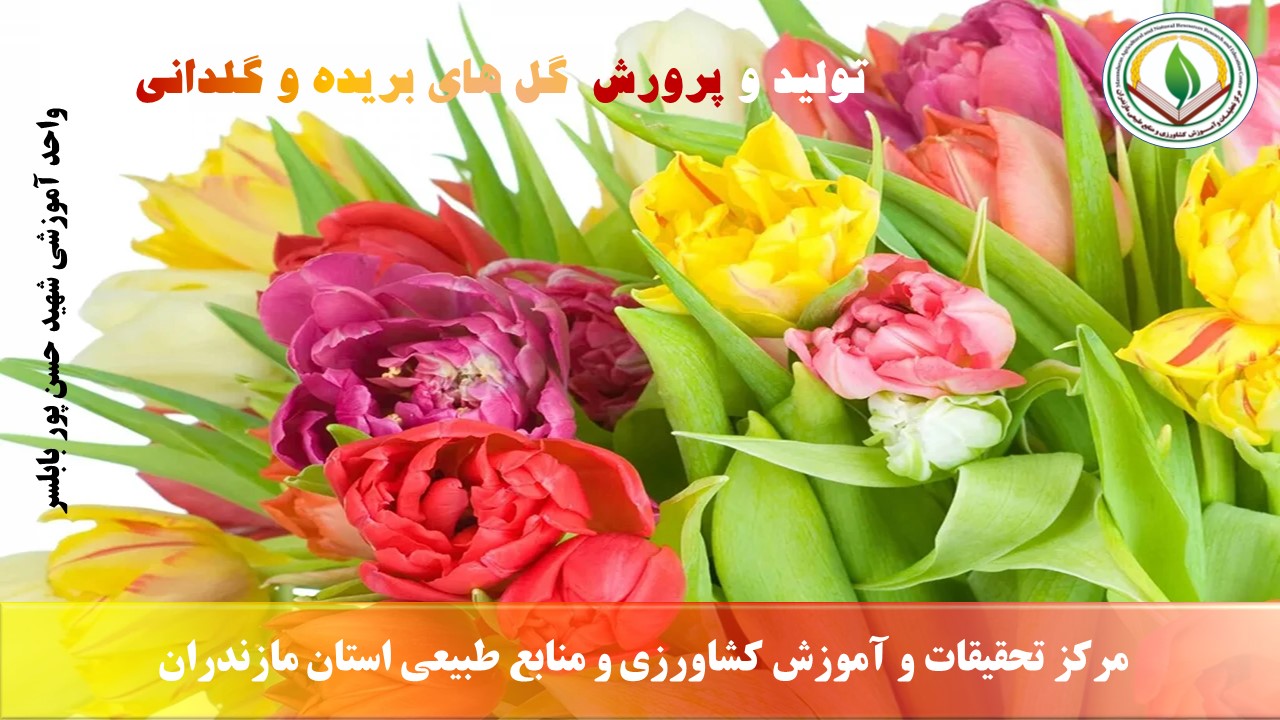 پرورش گلهای بریده و گلدانی (آمل)- بهار 1405