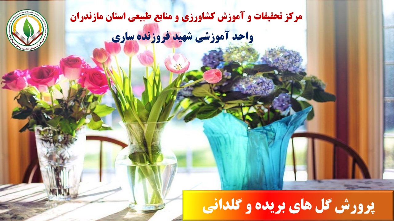 م.گل های شاخه بریده قائمشهربهار05