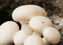 پرورش قارچ خوراکی دکمه ای آذربایجان شرقی