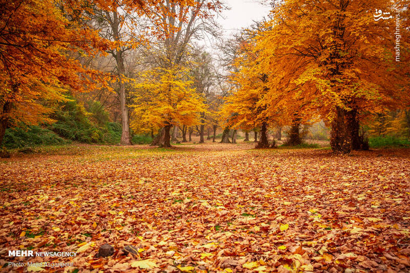 تولید نهال و جنگل کاری- اراک -پاییز 1404