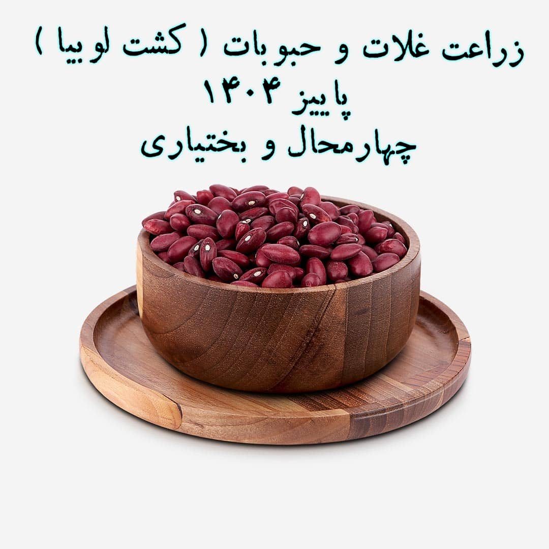 زراعت غلات و حبوبات(کشت لوبیا)-شهرکرد1404/3