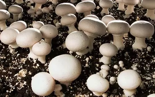 پرورش قارچ خوراکی (تولید و پرورش قارچ دکمه‌ای) خراسان شمالی پاییز 1404