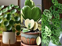 تولید و پرورش گل وگیاهان آپارتمانی- اراک - پاییز 1404