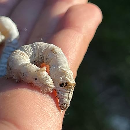 تولید و پرورش کرم ابریشم آموزشگاه گولان شهرستان مهاباد پاییز 1404