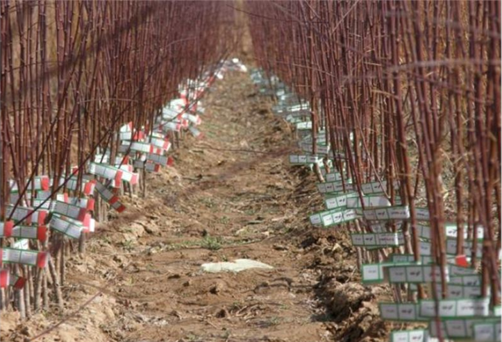 تولید نهال و جنگل‌کاری خراسان شمالی پاییز 1404