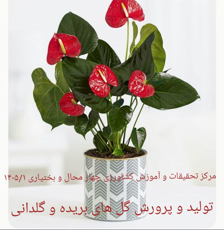 تولید و پرورش گل های بریده و گلدانی- شهرکرد 1405/1