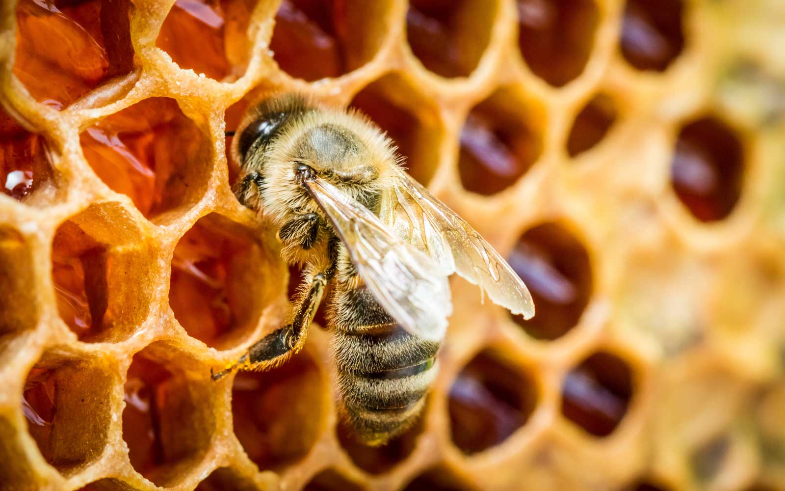 پرورش زنبور عسل آموزشگاه معراج اندیشه شهرستان مهاباد پاییز 1404