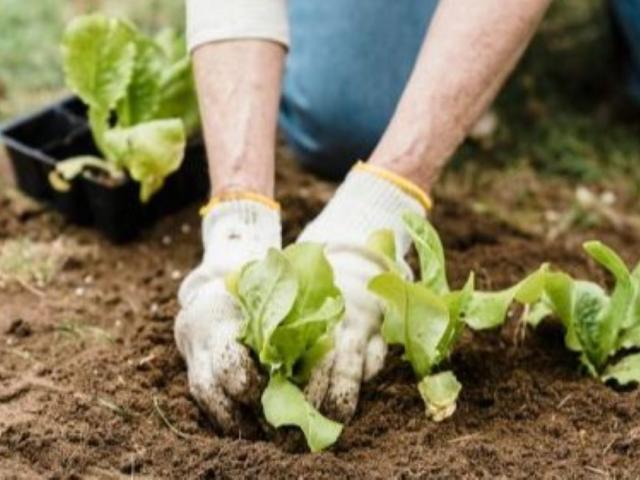 باغبانی عمومی پردیس کشاورزی میاندوآب بهار 1405
