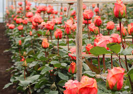 تولید و پرورش گل های بریده و گلدانی مرکز اردبیل پاییز 1404