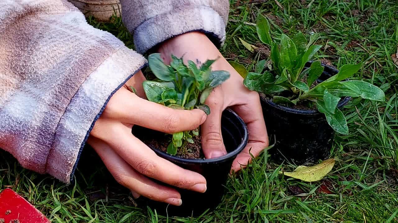 باغبانی عمومی نوع1 گرگان بهار 1405