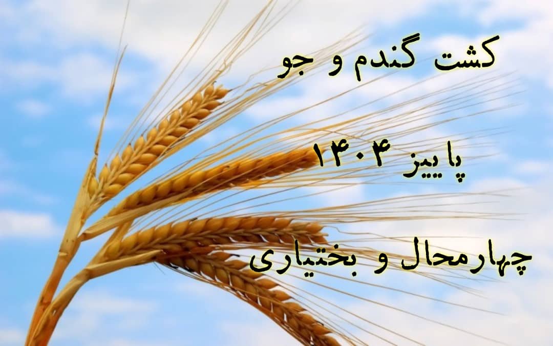 کشت گندم و جو-شهرکرد1404/3
