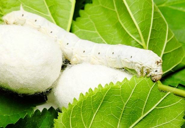 تولید و پرورش کرم ابریشم(گناباد پاییز 1404) خراسان رضوی