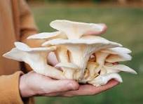 پرورش قارچ خوراکی صدفی آذربایجان شرقی